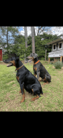 Doberman Pinscher Puppies for sale in Columbus, Georgia. price: $950