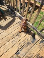 Doberman Pinscher Puppies for sale in Statesville, North Carolina. price: $180,000