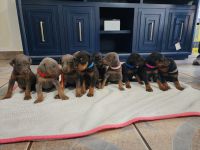 Doberman Pinscher Puppies for sale in Amarillo, Texas. price: NA
