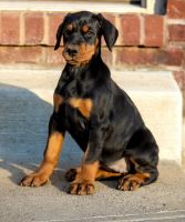 Doberman Pinscher Puppies for sale in Walton, Kentucky. price: $1,500