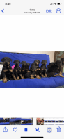 Doberman Pinscher Puppies for sale in Manchester, Tennessee. price: NA