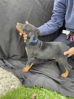 Doberman Pinscher Puppies for sale in Hartly, Delaware. price: $1,500