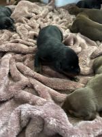 Doberman Pinscher Puppies for sale in Whitehall, Ohio. price: $1,200