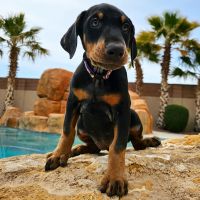 Doberman Pinscher Puppies for sale in Las Vegas, Nevada. price: $2,000