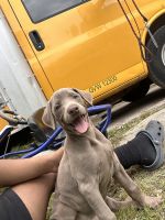 Doberman Pinscher Puppies for sale in Houston, Texas. price: $1,800