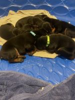 Doberman Pinscher Puppies for sale in Sanger, TX 76266, USA. price: $1,000