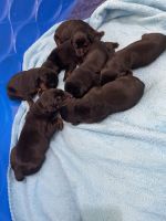 Doberman Pinscher Puppies for sale in Sanger, TX 76266, USA. price: $1,500
