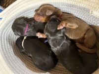 Doberman Pinscher Puppies for sale in Atoka, OK 74525, USA. price: $1,000