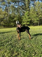 Doberman Pinscher Puppies for sale in Conway, South Carolina. price: $2,500