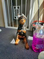 Doberman Pinscher Puppies for sale in Pacheco, California. price: $1,000