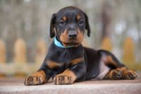 Doberman Pinscher Puppies for sale in Durham, North Carolina. price: $4,000