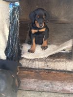 Doberman Pinscher Puppies for sale in Di Giorgio, CA 93203, USA. price: $800