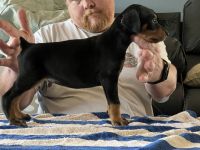 Doberman Pinscher Puppies for sale in Greensburg, Kentucky. price: NA