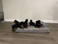 Doberman Pinscher Puppies for sale in Sanger, TX 76266, USA. price: $1,000
