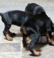 Doberman Pinscher Puppies for sale in Atlanta, Georgia. price: $2,500