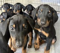 Doberman Pinscher Puppies for sale in Apopka, Florida. price: $600