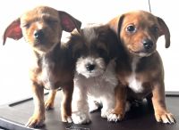 Doberman Pinscher Puppies for sale in Atlanta, Georgia. price: $500