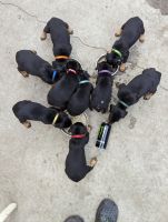 Doberman Pinscher Puppies for sale in Pacoima, California. price: $1,000