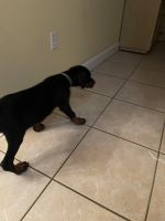 EUROPEAN DOBERMANN PINSCHER PUPPY