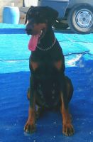European Dobermann Puppies of Excellent Bloodline