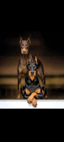 Doberman Pinscher Puppies for sale in Mumbai, Maharashtra, India. price: 8,000 INR