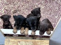 Doberman Pinscher Puppies for sale in Hartselle, AL 35640, USA. price: $800