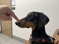 Doberman Pinscher Puppies for sale in San Diego, CA, USA. price: $650