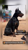 Doberman Pinscher Puppies for sale in Zephyrhills, FL, USA. price: $4,500