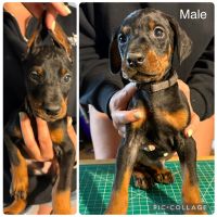 Doberman Pinscher Puppies for sale in Kernersville, NC 27284, USA. price: $2,000