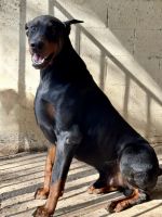 Doberman Pinscher Puppies for sale in North Hollywood, Los Angeles, CA, USA. price: $2,000