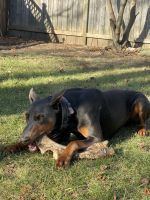 Doberman Pinscher Puppies for sale in Shelby Township, MI, USA. price: $2,000