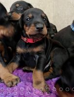 Doberman Pinscher Puppies for sale in 231 Jefferson Blvd, Dallas, TX 75208, USA. price: $2,000