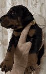 Doberman Pinscher Puppies for sale in Oologah, OK 74053, USA. price: $1,000