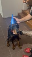 Doberman Pinscher Puppies for sale in Browns Plains QLD 4118, Australia. price: $4,000