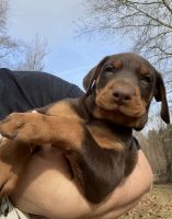 Doberman Pinscher Puppies for sale in Sumrall, MS 39482, USA. price: NA