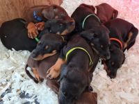Doberman Pinscher Puppies for sale in Ottawa, ON, Canada. price: $1,000