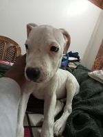 Dogo Argentino Puppies for sale in Bhojpur, Madhya Pradesh 464551, India. price: 16,000 INR