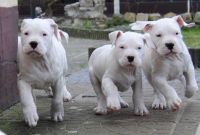 Dogo Argentino Puppies for sale in New York, NY, USA. price: $1,000