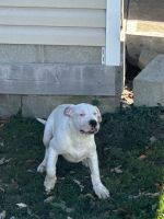 Dogo Argentino Puppies for sale in New York, NY, USA. price: $1,200