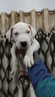 Dogo Argentino Puppies for sale in Modinagar, Uttar Pradesh, India. price: 50000 INR