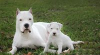 Dogo Argentino Puppies for sale in Panama City Beach, Florida. price: NA