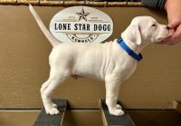 Dogo Argentino Puppies for sale in Wylie, Texas. price: $2,200