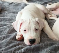 Dogo Argentino Puppies for sale in Wilmington, Delaware. price: $3,500