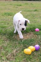 Dogo Argentino Puppies for sale in Roseboro, North Carolina. price: $800