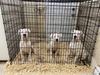 Dogo Argentino Puppies for sale in Wilmington, DE, USA. price: $2,000