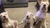 Dogo Argentino Puppies for sale in Pflugerville, Texas. price: $1,500