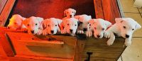 Dogo Argentino Puppies Photos