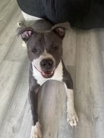 Dogo Argentino Puppies for sale in Columbia, MD, USA. price: $600