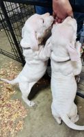 Dogo Argentino Puppies for sale in Houston, TX, USA. price: $2,000