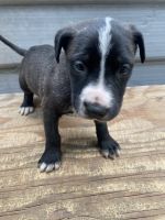 Dogo Cubano Puppies for sale in Belmont, CA, USA. price: $175
